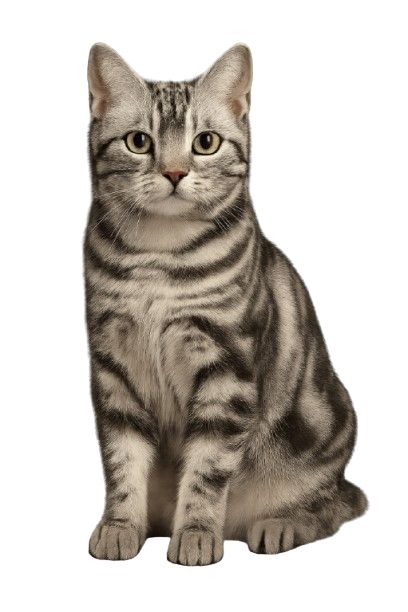 American Shorthair_گربه آمریکن شورت هیر