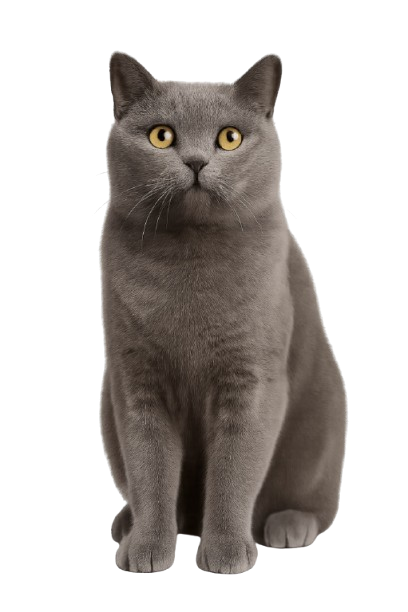 British Shorthair_گربه بریتیش شورت هیر
