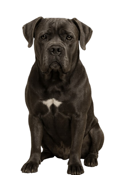 Cane Corso سگ کن کورسو