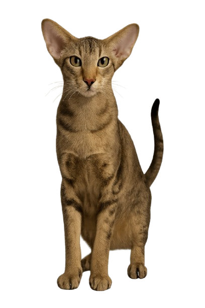 Oriental Shorthair_گربه اورینتال شورت هیر