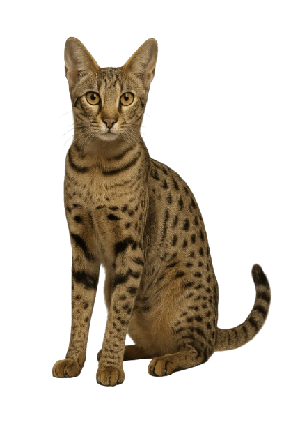 Savannah گربه نژاد ساوانا