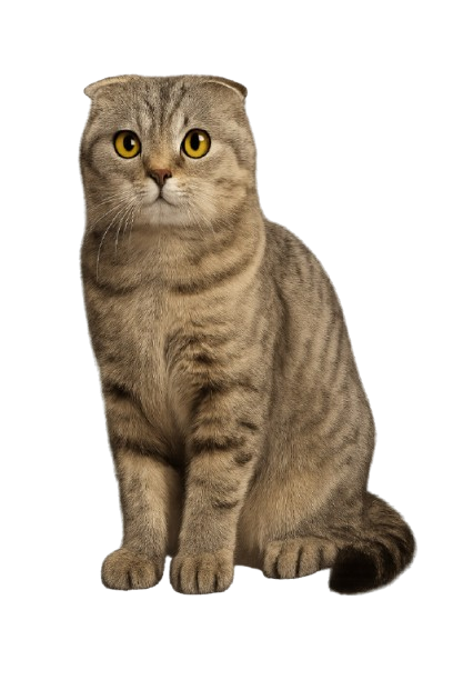Scottish Fold گربه اسکاتیش فولد