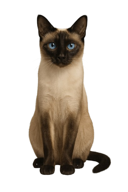 Siamese گربه سیامی زیبا