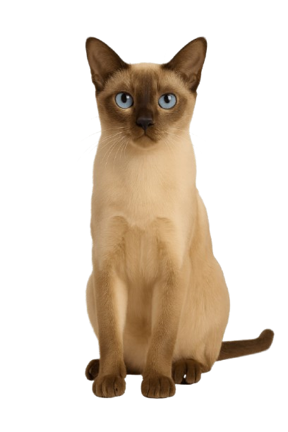 Tonkinese گربه تونکینیز