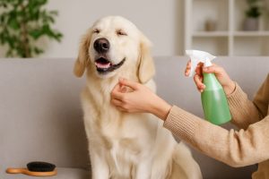 چگونه از بوی بد بدن سگ جلوگیری کنیم؟ راهنمای کامل برای سگ خوشبو